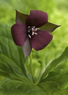 Trillium