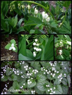 Trillium