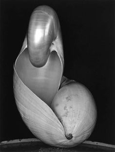 Edward Weston