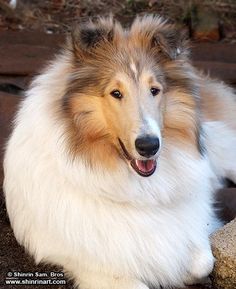 Lassie