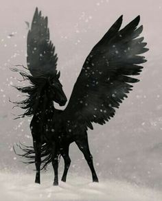 Black Pegasus