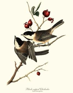 John James Audubon