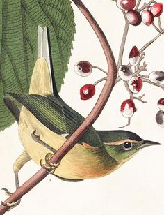 John James Audubon