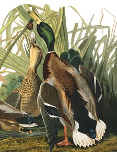 John James Audubon