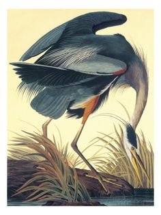 John James Audubon