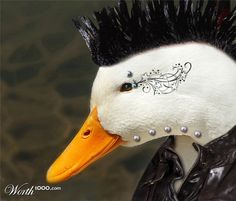 Punk Duck