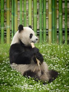 Panda Bear