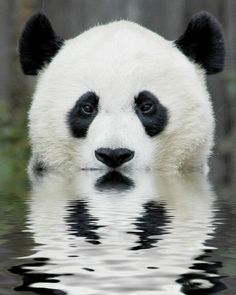 Panda Bear