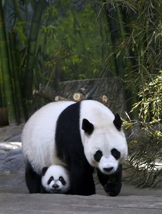 Panda Bear