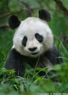 Panda Bear