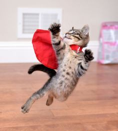 Super Cat