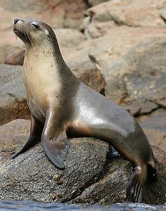 Seal