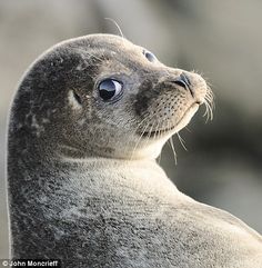 Seal