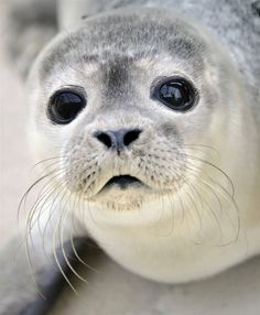 Seal