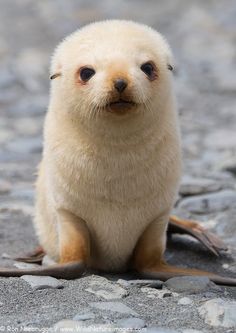 Seal