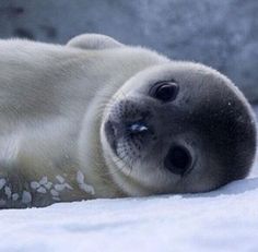 Seal