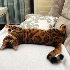 Angel Bengal Cat