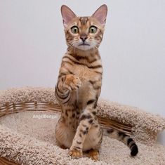 Angel Bengal Cat