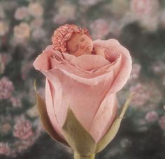 Anne Geddes