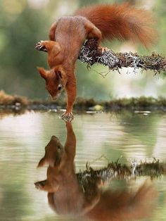 Squirrel