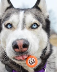 Willow the Husky