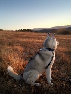 Willow the Husky