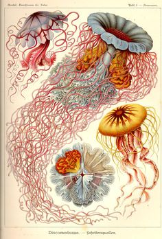 Ernst Haeckel