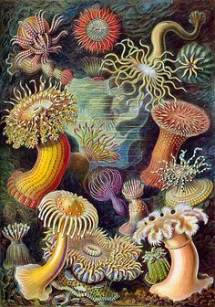 Ernst Haeckel