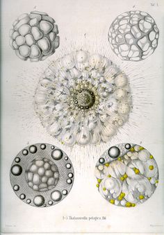 Ernst Haeckel