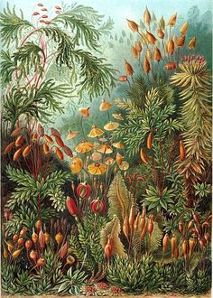 Ernst Haeckel