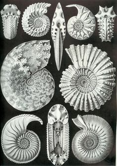 Ernst Haeckel