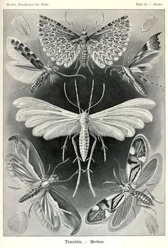 Ernst Haeckel