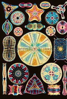 Ernst Haeckel