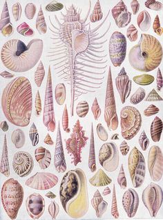 Ernst Haeckel