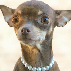 Stacy The Chihuahua