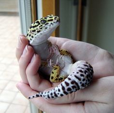 Geko