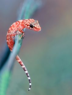 Geko