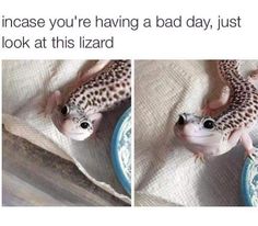 Geko