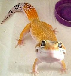 Geko