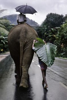 Steve McCurry