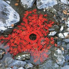 Andy Goldsworthy