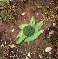 Andy Goldsworthy