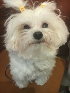 Bibi the Maltese