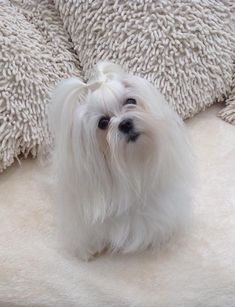 Bibi the Maltese