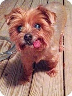 Georgia Yorkie