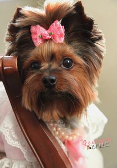 Georgia Yorkie