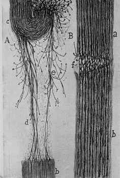 Santiago Ramón y Cajal