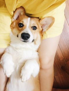 Gatsby the Corgi