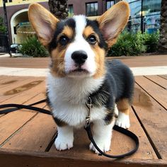 Gatsby the Corgi