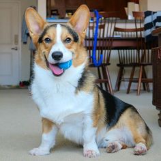 Gatsby the Corgi